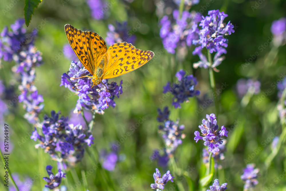 Butterfly on the background of lavender. Butterfly on the background of lavender.