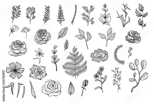 Floral collection of vector illustrations. Flowers, branches, leaves on white background