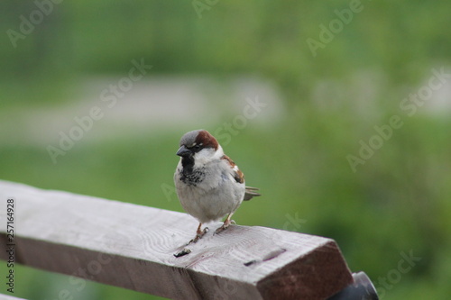 little bird Sparrow close-up. birds and animals in the wild