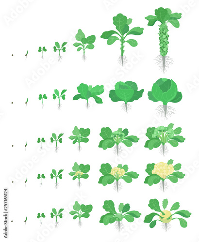 Cabbage set. Brussels sprout  Broccoli Kohlrabi Cauliflower kinds of cabbage. Crop stages planting cabbages plant. Harvest growth vegetable. Brassica oleracea vector flat Illustration.