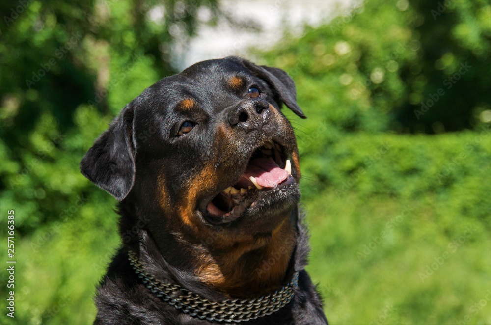 Porträt Rottweiler Porträt Rottweiler