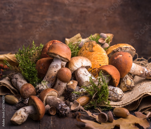Ceps Mushroom Boletus over Wooden Background. Autumn Boletus edulis Mushrooms close up on wood rustic table. Cooking delicious organic mushroom. Gourmet food