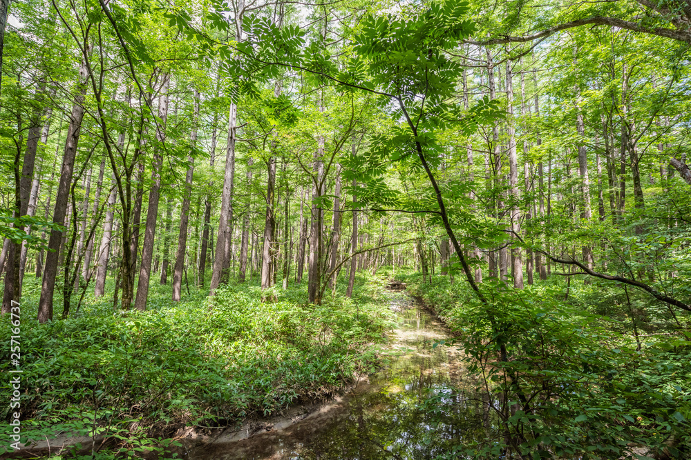 Summer Forest Landscape,Pathway at Kamikochi in Japan Summer Forest Landscape,Pathway at Kamikochi in Japan