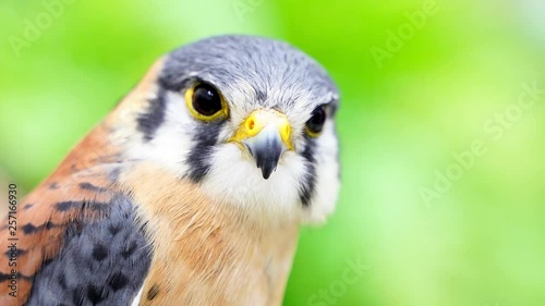 Close up of American Kestrel on a branch