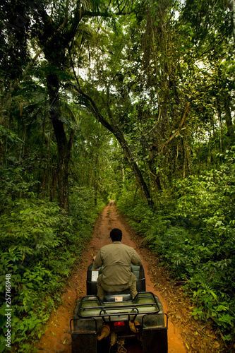 entrata nella foresta amazzonica photo