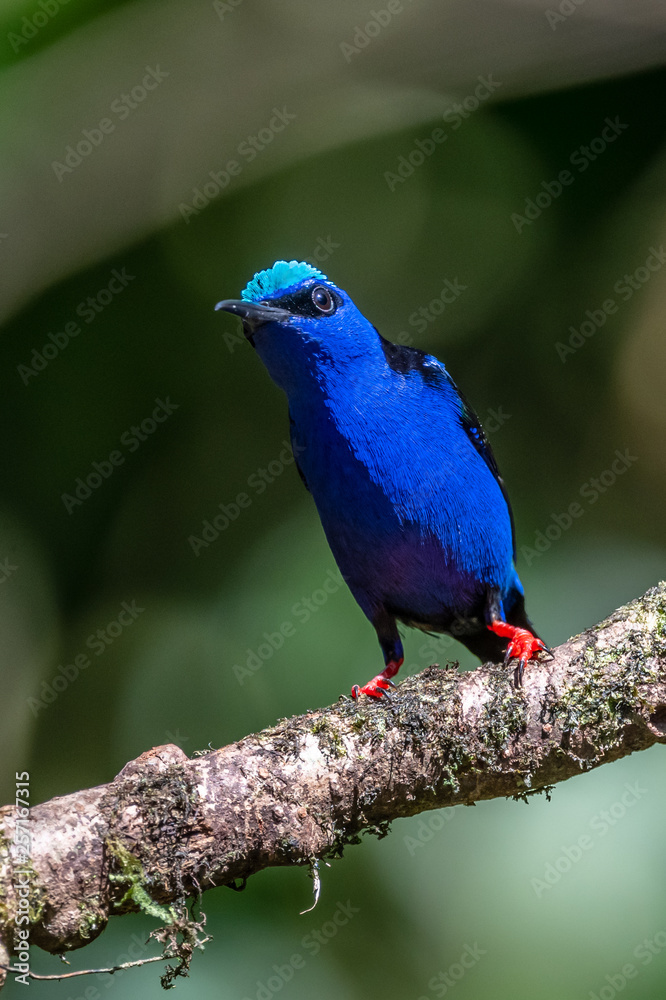 Fototapeta premium Shining Honeycreeper, Cyanerpes lucidus, exotic tropical blue bird with yellow legs from Costa Rica. Blue songbird in the nature habitat. Tanager from South America