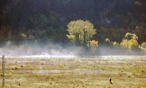 Wallpaper Mural Morning fog in the valley. Torontodigital.ca
