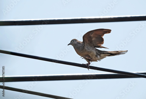 Close up Zebra Dove is Walking on The Electric Wire