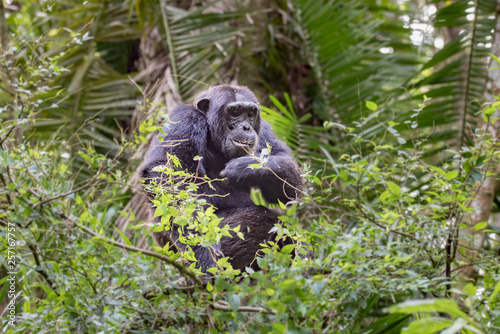 Sitting chimpanzee in Kibale Forest National Park, Uganda © vaclav