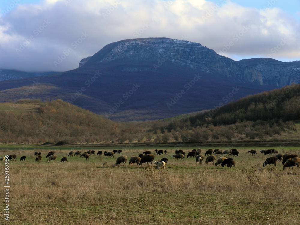 custom made wallpaper toronto digital At the foot of the mountain Boyko. Crimea.