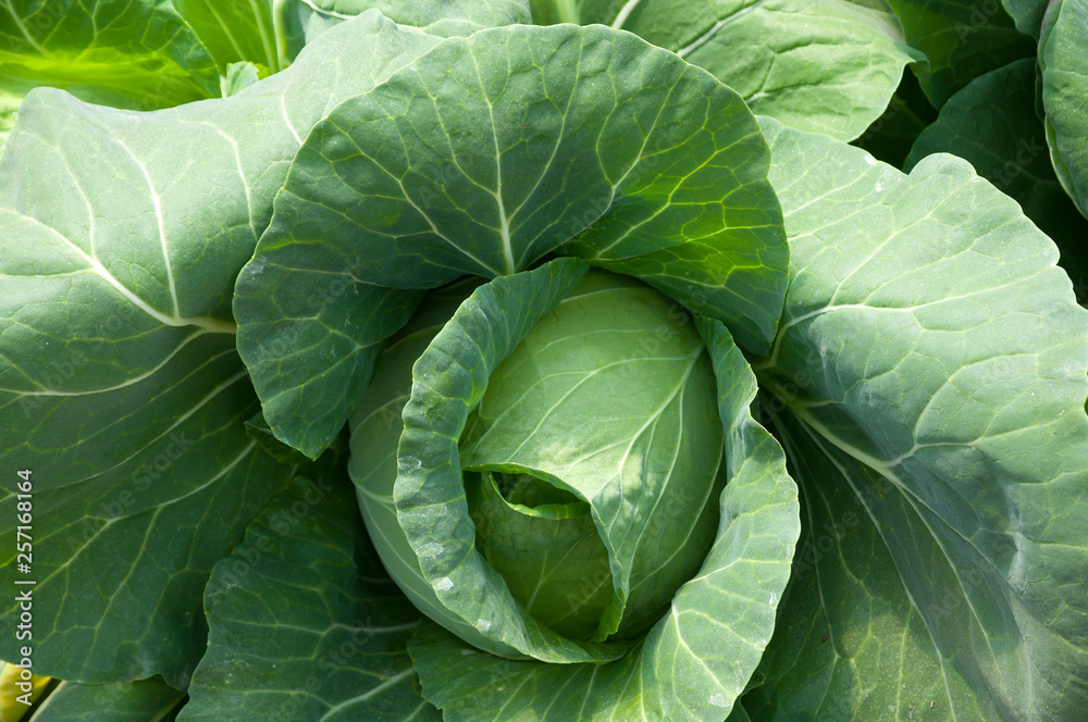 Fototapeta premium Cabbage in organic farm
