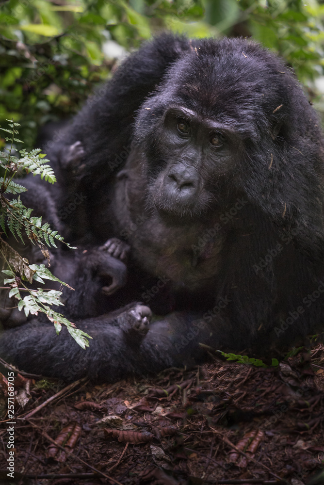 A close-up portrait of a female mountain gorilla, showing the details of her facial features, in its natural forest habitat