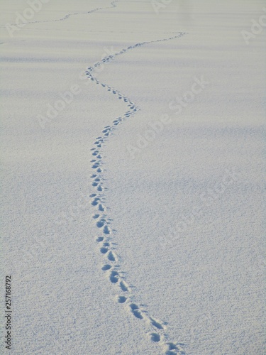Spuren im Schnee