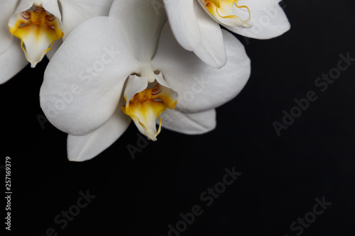 White orchid flower on a black background, space for a text, flat lay.