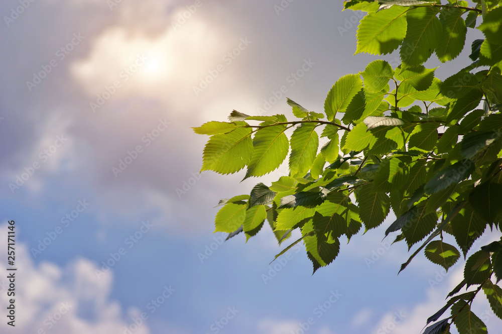 Green leaves sky background Green leaves sky background