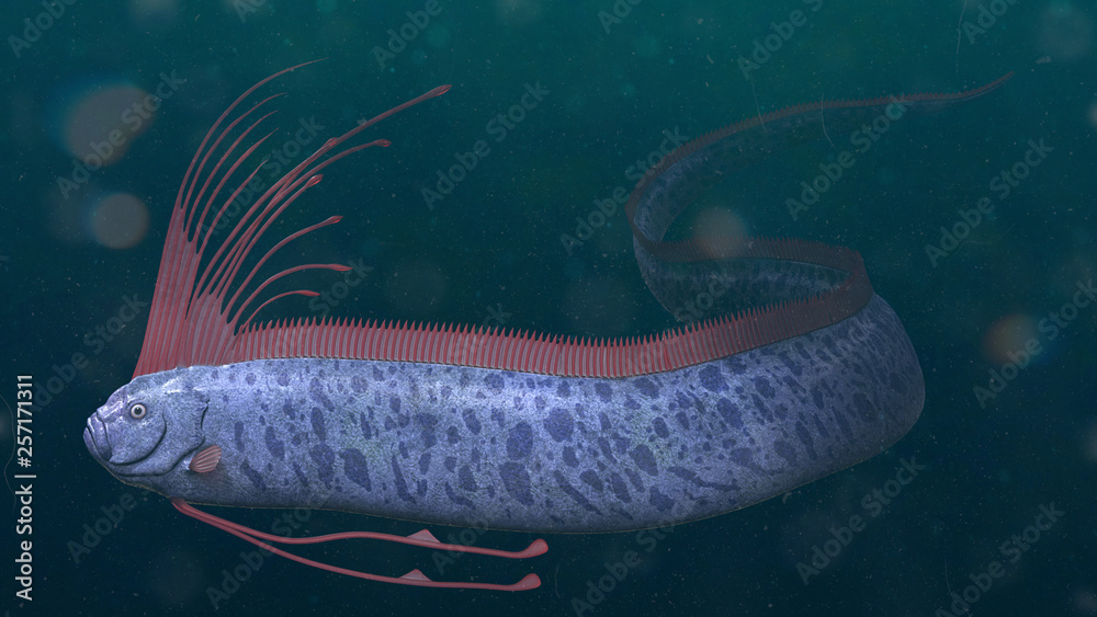 giant oarfish, Regalecus glesne so called king of herrings source of sea serpent sightings