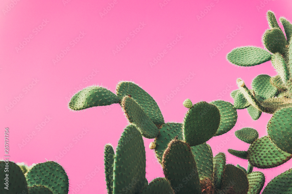 green prickly pear cactus on pink background Stock Photo | Adobe Stock
