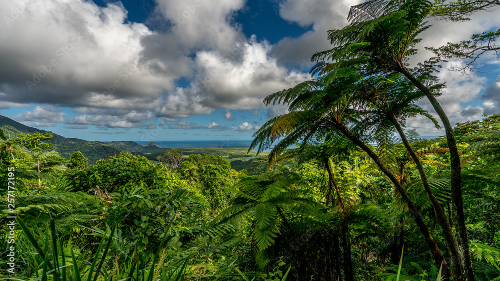 Der Daintree Regenwald in Australien Der Daintree Regenwald in Australien