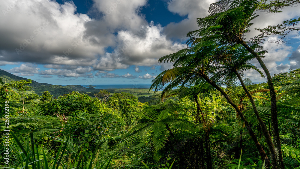 Der Daintree Regenwald in Australien