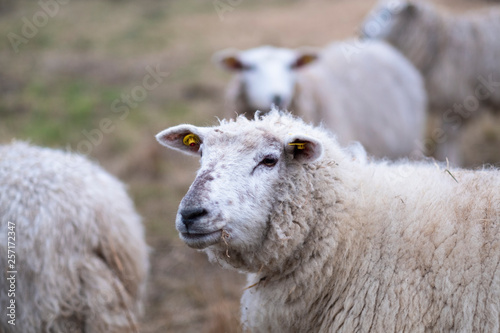 Sheeps in January Fog