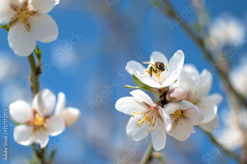 bee with almond blossom