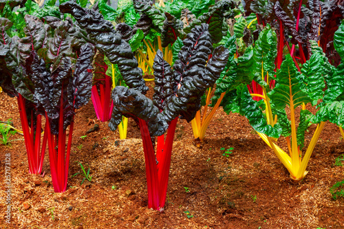 Swiss Chard, rainbow colors vegetable in a plantation.