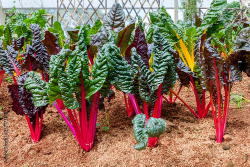 Swiss Chard, rainbow colors vegetable in a plantation.