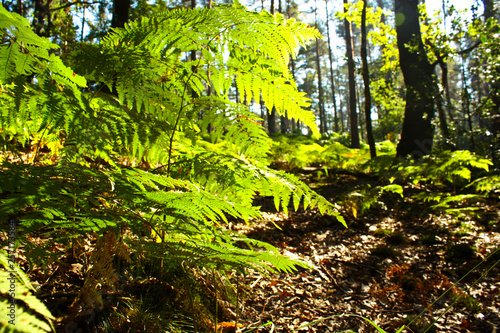 ferns in the forest