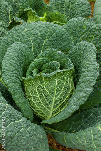 Closeup of Savoy cabbage in plantation.
