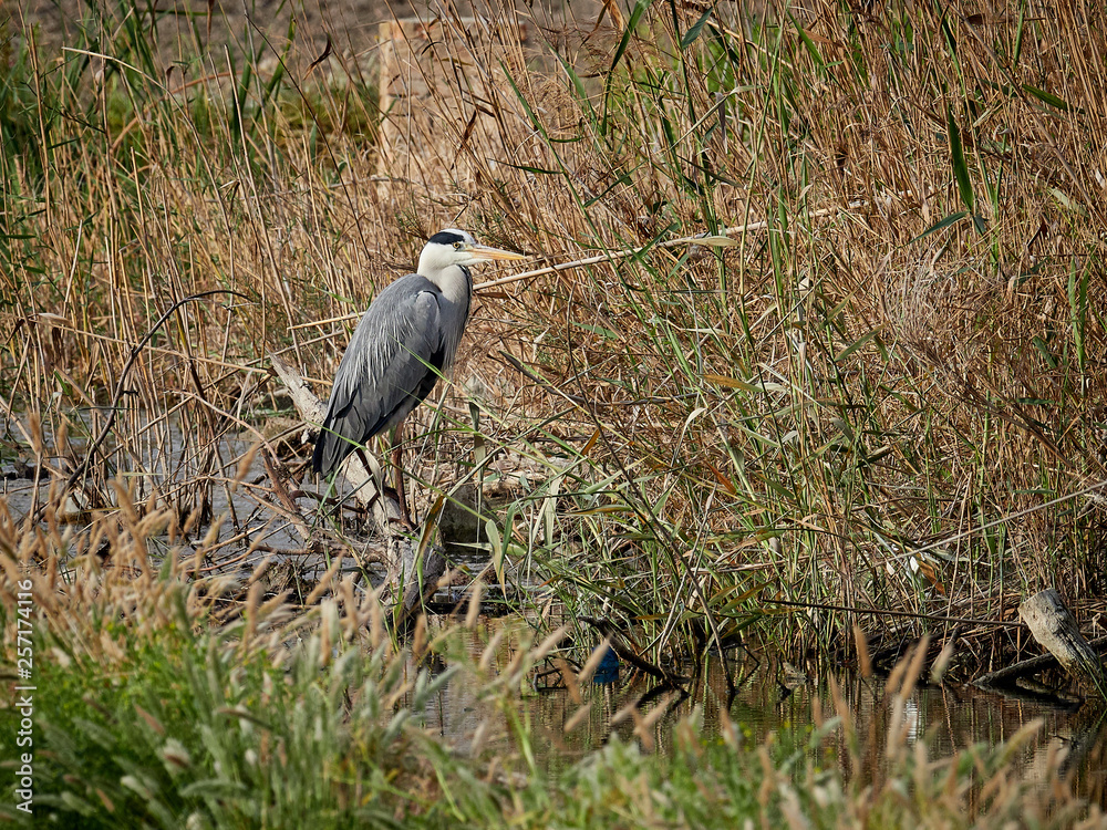 Gray heron in one of the ditches of the rice fields, in the lagoon of Valencia, Spain