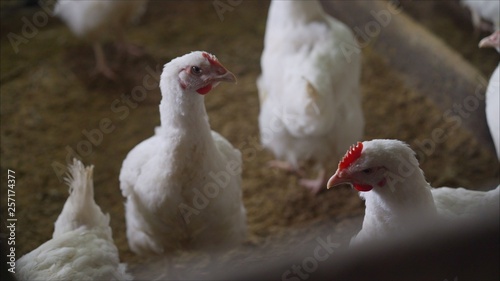Indoors chicken farm, chicken feeding. Broilers in the barn © Ruslan