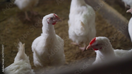 Indoors chicken farm, chicken feeding. Broilers in the barn