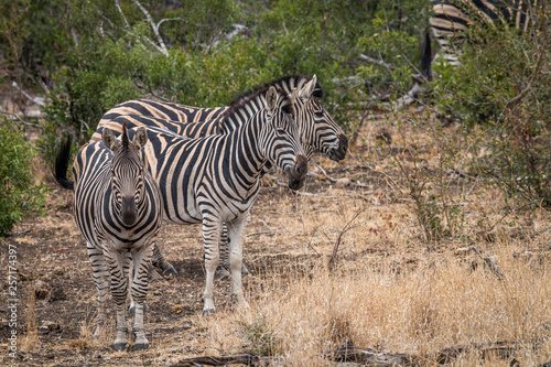 Four Zebras standing in the grass.