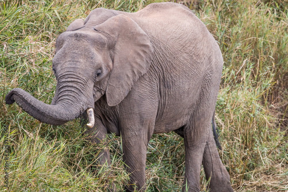 Fototapeta premium African elephant eating grass.