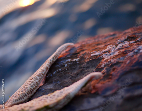 The rays of a starfish on a rock by the sea