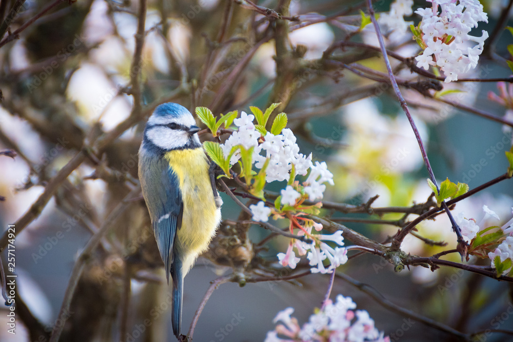 Obraz premium kleine Blaumeise im Busch