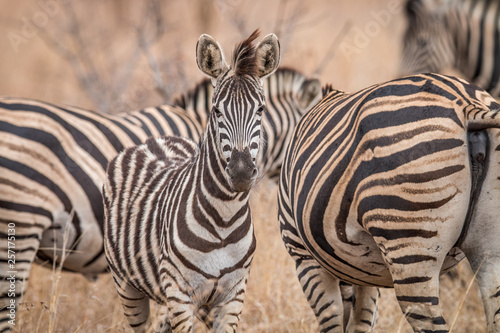 Zebras standing in the long grass.
