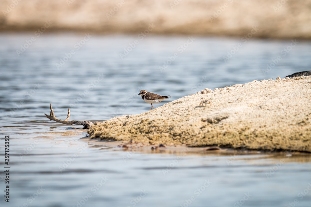 Common ringed plover standing on the beach. Common ringed plover standing on the beach.