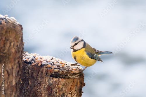 Vogel sucht Futter im Winter