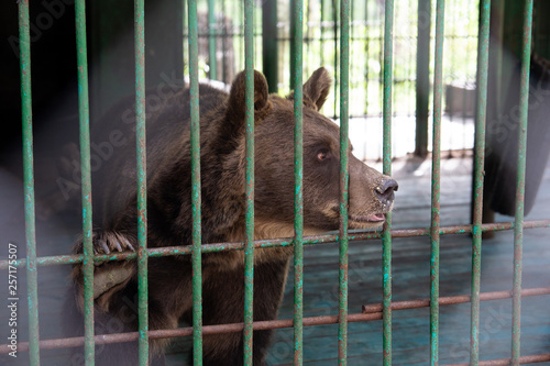 brown bear in a cage