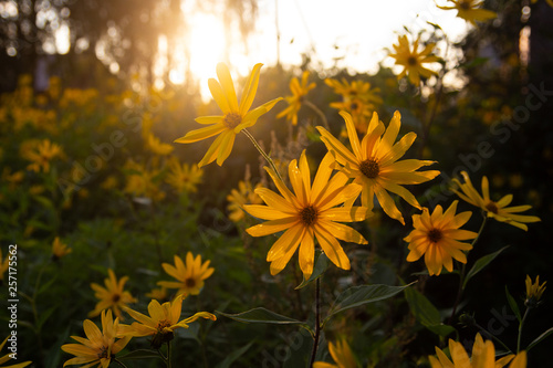 yellow flower field of sunflowers