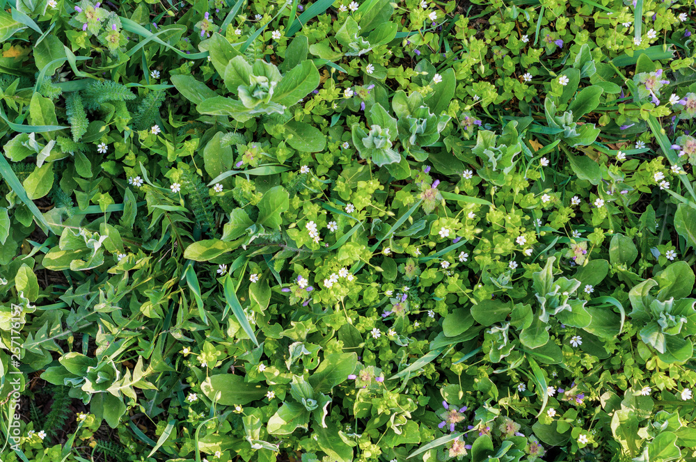 background of various green plants and small field flowers of white and purple color background of various green plants and small field flowers of white and purple color