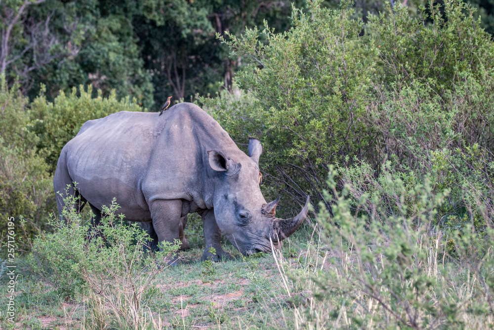 Fototapeta premium White rhino standing in the grass.