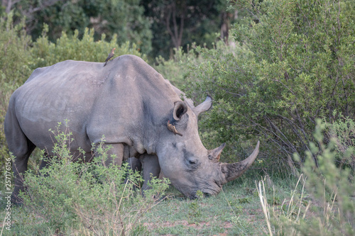 White rhino standing in the grass.