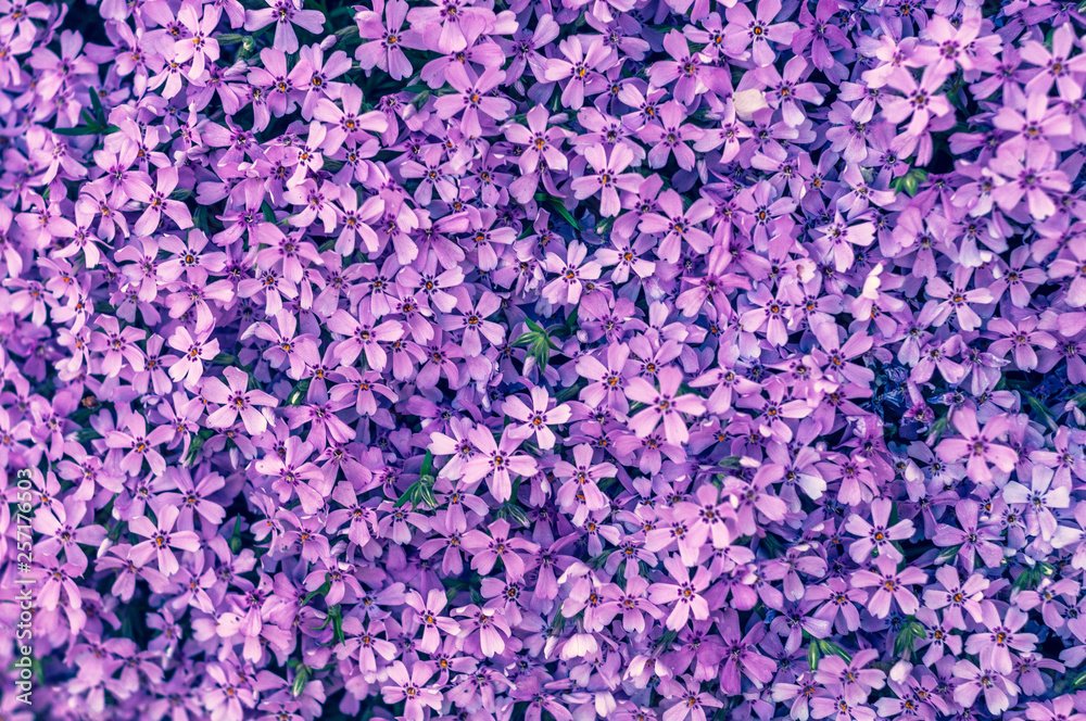 many small purple flowers buddleia with a close-up on a flowerbedм many small purple flowers buddleia with a close-up on a flowerbedм
