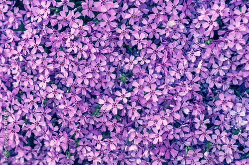 many small purple flowers buddleia with a close-up on a flowerbedм © Sergio 