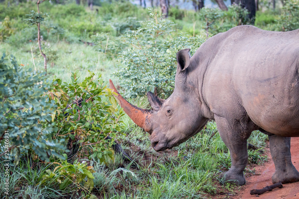 Naklejka premium Side profile of a big White rhino male.
