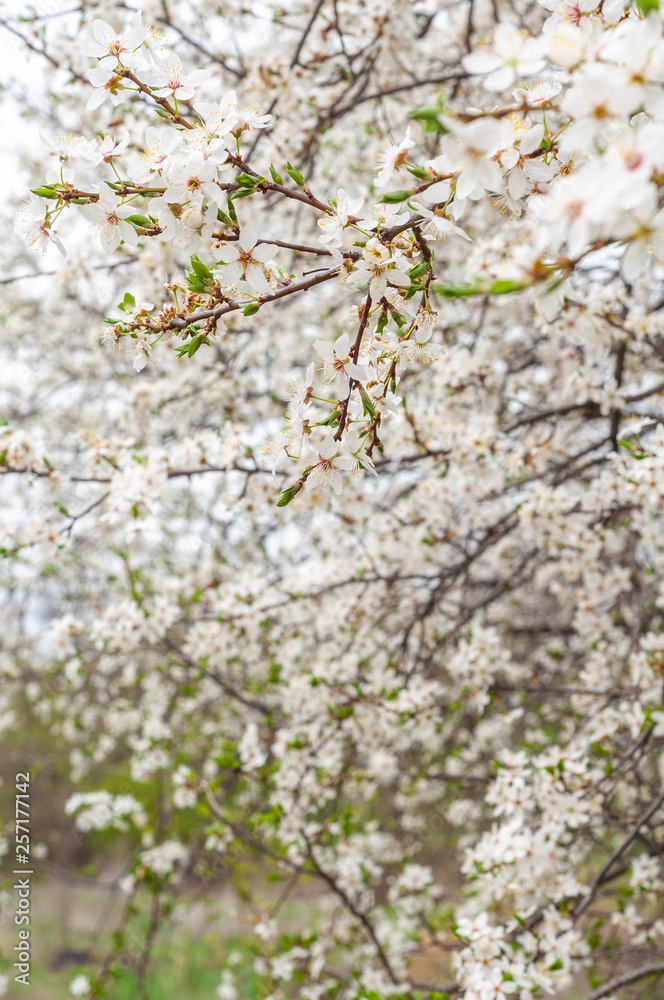 Blooming sweet cherry tree, with blooming white flowers and young green leaves Blooming sweet cherry tree, with blooming white flowers and young green leaves