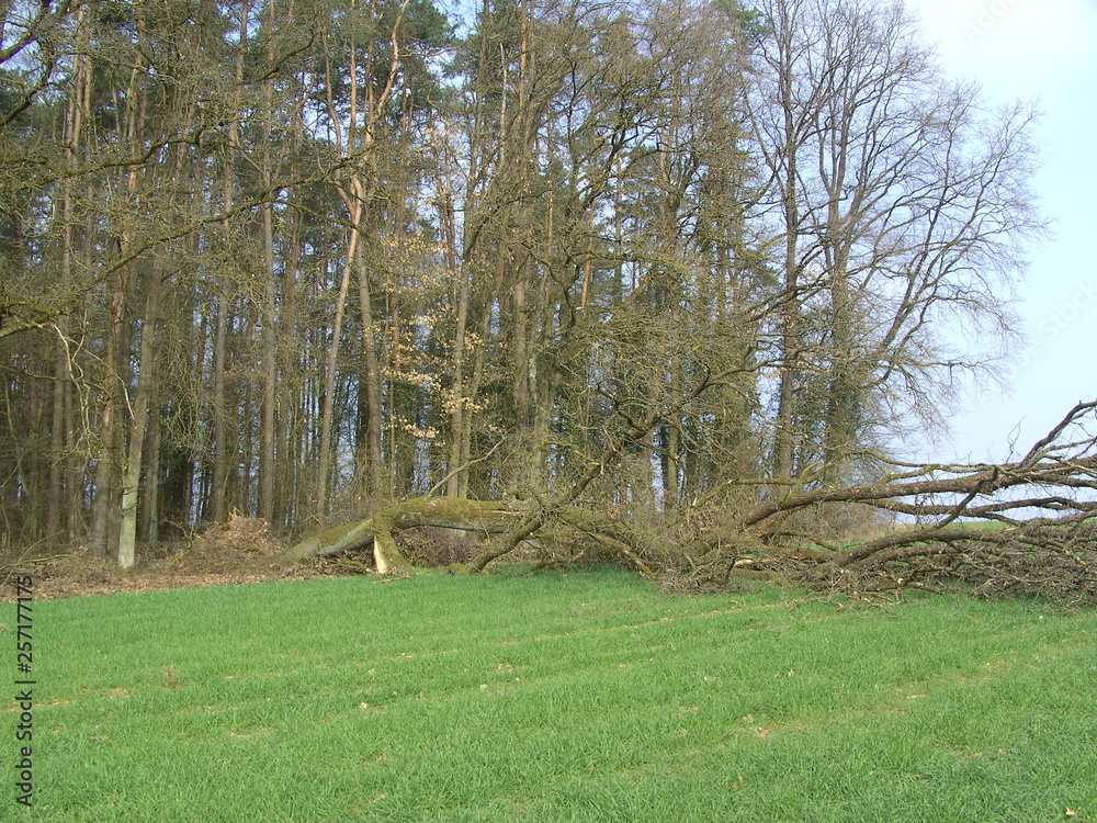Obraz premium Wald. Umgestürzter Baum nach dem Unwetter.