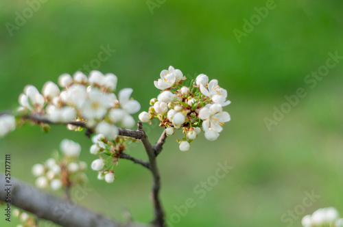 A blooming cherry tree, a branch close-up with white flowers and young green leaves, against the background of green grass